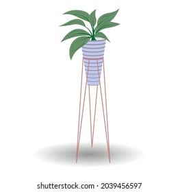 pachira water plant vector in pot on white background illustration