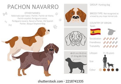 Pachon Navarro clipart. All coat colors set.  All dog breeds characteristics infographic. Vector illustration