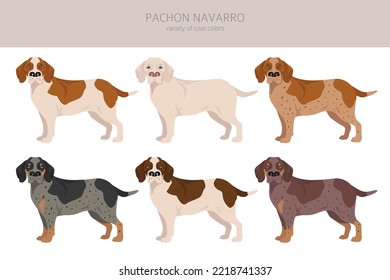 Pachon Navarro clipart. All coat colors set.  All dog breeds characteristics infographic. Vector illustration