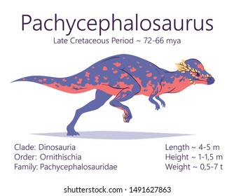 Pachycephalosaurus. Ornithischian dinosaur. Colorful vector illustration of prehistoric creature pachycephalosaurus and description of characteristics and period of life on white background. Fossil.