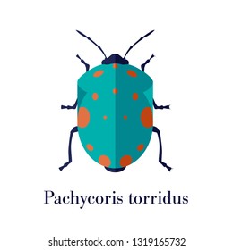 Pachycoris torridus bug vector blue orange antenna illustrator