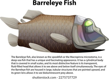 Pacific Barreleye Fish with Informative Text illustration