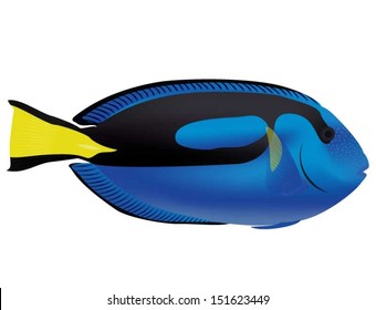 Pacific Blue Tang 