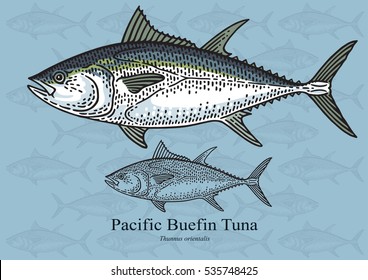 Pacific Bluefin Tuna. Vector illustration with refined details and optimized stroke that allows the image to be used in small sizes (in packaging design, decoration, educational graphics, etc.)