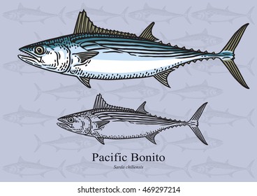 Bonito Pacífico. Ilustración vectorial con detalles refinados y trazo optimizado que permite utilizar la imagen en tamaños pequeños (en diseño de envases, decoración, gráficos educativos, etc.)