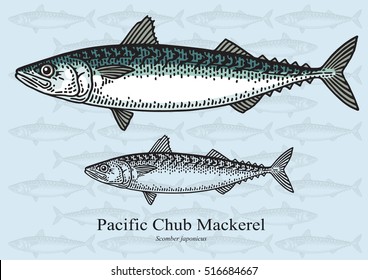 Pacific Chub Mackerel. Vector illustration with refined details and optimized stroke that allows the image to be used in small sizes (in packaging design, decoration, educational graphics, etc.)