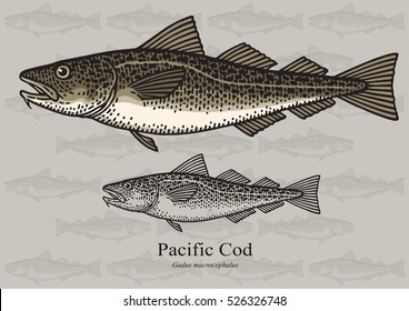 Pacific Cod, True Cod. Vector illustration with refined details and optimized stroke that allows the image to be used in small sizes (in packaging design, decoration, educational graphics, etc.)