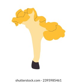pacific golden chanterelle or cantharellus formosus wild edible mushroom nature food organic plant