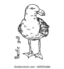 pacific gull - vector illustration sketch hand drawn with black lines, isolated on white background