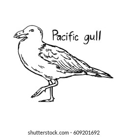 pacific gull - vector illustration sketch hand drawn with black lines, isolated on white background