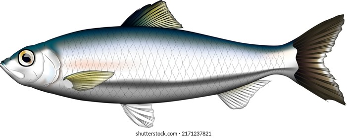 'Pacific herring' fish illustration. Vector EPS format.