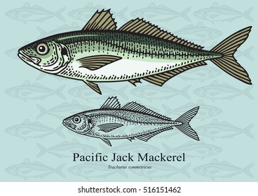 Pacific Jack Mackerel, Chilean Jack Mackerel. Vector illustration with refined details and optimized stroke that allows the image to be used in small sizes.