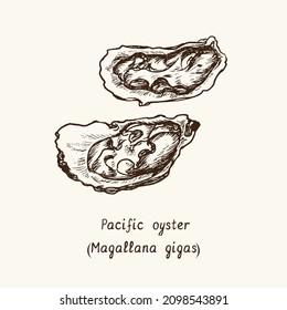 Pacific, Japanese or Miyagi oyster (Magallana gigas). Ink black and white doodle drawing in woodcut style with inscription.