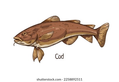 Pacific ocean cod, realistic drawing in vintage style. Detailed retro sea marine fish. Water animal species, Gadus macrocephalus. Hand-drawn realism, vector illustration isolated on white background