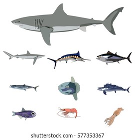 Pacific Ocean Fish collection including large and small sharks marlin tuna lancet mackerel lantern sunfish squid and shrimp deep sea natural animals set vector