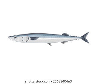 Pacific saury isolated in white background.