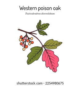 Pazifische oder westliche Gifteiche (Toxicodendron diversilobum), Heilpflanze. handgezeichnete botanische Vektorgrafik