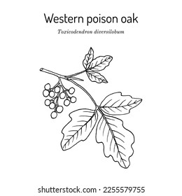 roble venenoso del Pacífico u occidente (Toxicodendron diversilobum), planta medicinal. Ilustración de vector botánico dibujada a mano