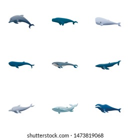 Pacific whale icon set. Cartoon set of 9 pacific whale vector icons for web design isolated on white background