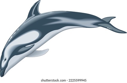 Pacific White Sided Dolphin Vektorgrafik