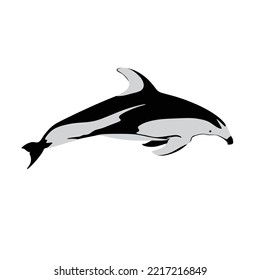 The Pacific white-sided dolphin, Lagenorhynchus obliquidens is also known as the hookfin porpoise. It can be found in the North Pacific ocean