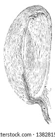 The Pacinian bodies or corpuscles are elongated oval bodies situated on some of the cerebrospinal and sympathetic nerves, vintage line drawing or engraving illustration.