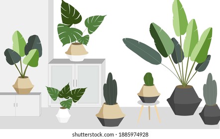 pack of air purification plants in modern pot