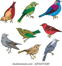 paquete de ilustraciones vectoriales de aves de color aisladas en fondo blanco