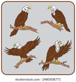 pack of colored eagle bird collection vector illustration isolated in grey background