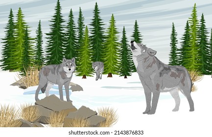 A pack of gray wolves in the valley. Spruce forest and snowdrifts. Realistic winter vector landscape