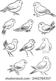 pack of hand drawing outline birds vector illustration isolated in white background	