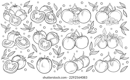 pack hand drawn tomato. Organic eco food. Isolated on the white background. Vector black hand drawn vintage engraving illustration for poster, label, menu, web. Tomato hand drawn vector illustration. 