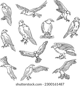 pack of outline bald eagle bird collection vector illustration isolated in white background