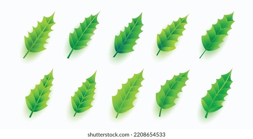 pack of realistic ilex leaves christmas elements design 