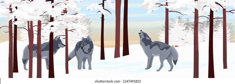 A pack of three wolves in a winter pine forest. Wild Animals USA, Canada, Russia and Scandinavia. Realistic Vector landscape
