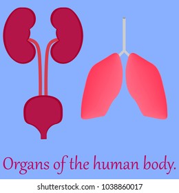 Pack with urinary system and lungs of the human body. Vector, illustration.