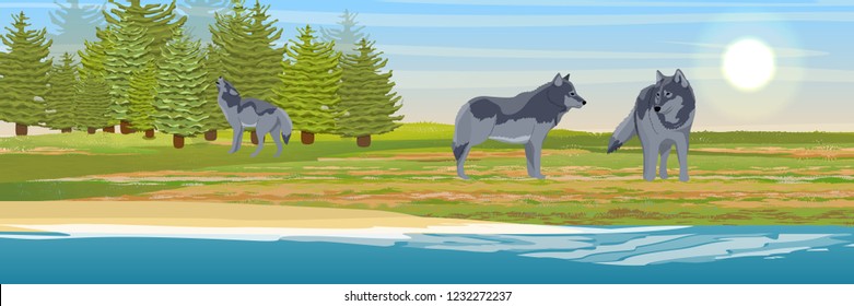 A pack of wolves on the lake. Spruce forest on the horizon. Wildlife of Europe, USA and Canada. Realistic Vector landscape