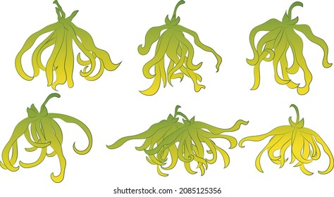 pack of ylang ylang flower isolated object