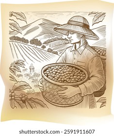 packaging for coffee products coffee picker coffee bean picker vector engraving illustration coffee picking on the field