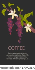 Packaging and coffeeshop menu card design for a coffee drink. Coffee tree branch with harvest of beans, flat vector illustration on dark brown background.