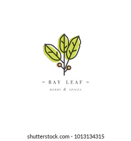 Packaging Design Template Logo And Emblem - Herb And Spice - Bay Leaf. Logo In Trendy Linear Style