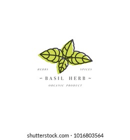 Packaging design template logo and emblem - herb and spice - basil branch. Logo in trendy linear style