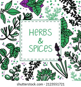Packaging Layout. Herbs and spices, hand-drawn vector illustrations. Hand-drawn food sketch. Cooking. Aromatic plants. Postcard design. Sketch style.  