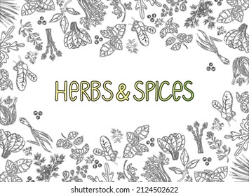 Packaging Layout. Herbs and spices, hand-drawn vector illustrations. Hand-drawn food sketch. Silhouettes of aromatic plants. Postcard design. Sketch style.  