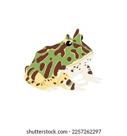 Pacman frogs are relatively common known amphibians pet. Frog vector design, png image with transparent background