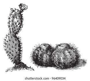 Paddle cactus or Prickly pear cactus (Opuntia) left and Melon cactus (Melocactus) right / vintage illustration from Meyers Konversations-Lexikon 1897