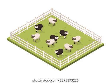 Paddock con ovejas. Animales blancos y negros de lana sobre el césped detrás de la valla blanca. Agricultura, agricultura y ganadería. Plantilla, disposición y burla. Ilustración vectorial isométrica de dibujos animados