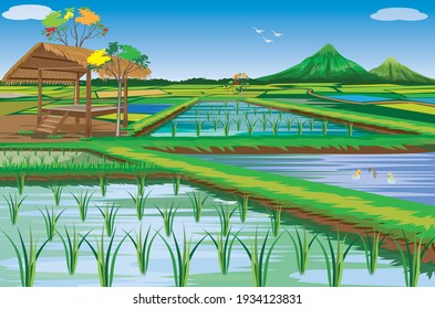 paddy field at countryside vector design