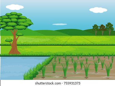 Paddy Field vector design