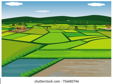 Paddy Field Vector Design